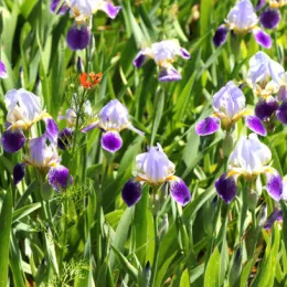 Iris