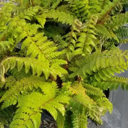 Polystic (Polystichum polyblepharum) — fougère dense au feuillage fin dans pot noir · Pot 3L Touffe
