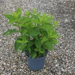 Hortensia paniculé 'Phantom' (Hydrangea paniculata) — jeune arbuste vert en pot sur gravier · Pot 3L