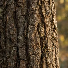 Chêne (Quercus) — gros plan sur écorce d arbre rugueuse · Photo d'illustration