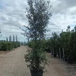 Chêne vert (Quercus ilex) — grand arbre en pot dans allée de pépinière · Pot 90L