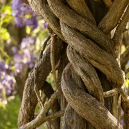Glycine du japon (Wisteria floribunda) — gros plan de grosses tiges ligneuses torsadées