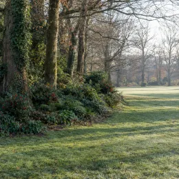 Fragon faux houx 'Aculeatus' (Ruscus) — massif de sous-bois dense en lisière de pelouse · Photo d'illustration