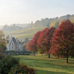 Chêne sargent 'Thomas' (Quercus × sargentii) — alignement d'arbres colorés devant une demeure · Photo d'illustration