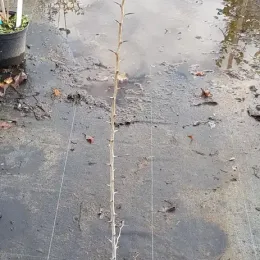 Oranger des osages (Maclura pomifera) — jeune tige épineuse sans feuilles sur sol mouillé · Pot 2.5L