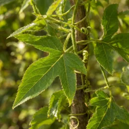Plante grimpante (Passiflora antioquiensis) — feuilles vertes et vrilles en gros plan · Photo d'illustration