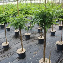 Bignone 'Gold trumpet creeper' (Campsis tagliabuana) — jeunes arbres tige en pot alignés sous serre · Pot 7.5L Tige