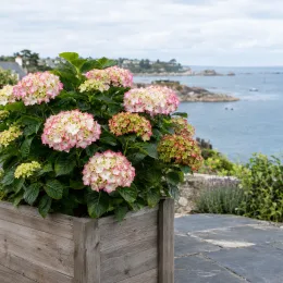 Hortensia 'So long sunny' (Hydrangea) — arbuste fleuri en bac bois sur terrasse côtière · Photo d'illustration