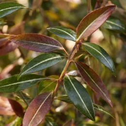 Jasmin étoilé jaune 'Theta' (Trachelospermum asiaticum) — feuilles allongées vertes et brun rougeâtre · Photo d'illustration