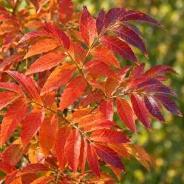 Pistachier de chine (Pistacia chinensis) — feuillage composé aux couleurs rouge et orange · Photo d'illustration