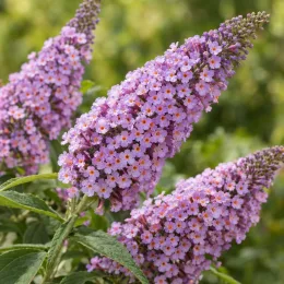 Arbre aux papillons 'Sophie' (Buddleia davidii) — grappes de petites fleurs mauves en épis · Photo d'illustration