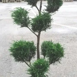 Cyprès de Leyland (Cupressocyparis leylandii) — conifère taillé en nuages dans un pot noir · Pot 20L
