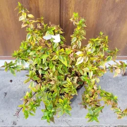Abélia 'Sunshine daydream' (Abelia grandiflora) — jeune arbuste feuillu en pot plastique noir · Pot 3L Touffe