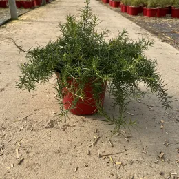 Grevillea 'Mason's hybrid' — jeune arbuste au feuillage fin dans une serre · Pot C35L