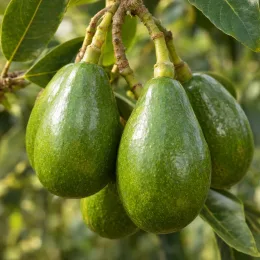 Avocatier race mexicaine 'Zutano' (Persea americana) — gros plan sur plusieurs fruits verts pendants · Photo d'illustration