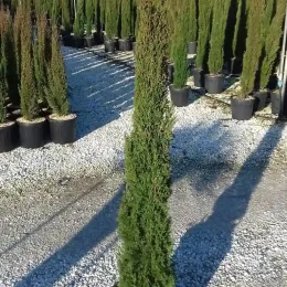 Cyprès méditerranéen 'totem' (Cupressus sempervirens) — grand conifère étroit en pot sur gravier · Pot 15L