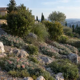 Grévilléa (Grevillea lanigera) — massif de plantes couvre-sol fleuries sur talus rocailleux · Photo d'illustration