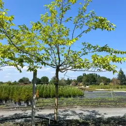 Mûrier platane sans fruit (Morus kagayamae) — jeune arbre tige tuteuré en pépinière