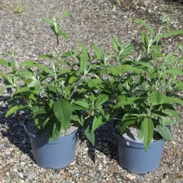 Arbre aux papillons 'delight rose' (Buddleia davidii) — deux jeunes arbustes verts en pot sur gravier · Pot 3L
