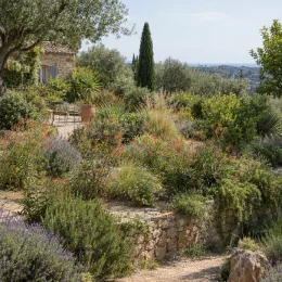 Lobélie (Lobelia laxiflora) — massif de vivaces fleuries dans jardin méditerranéen · Photo d'illustration