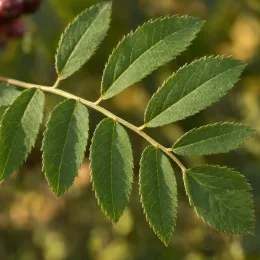 Fruitier 'Burka' (Sorbus fallax) — rameau avec folioles lancéolées vertes · Photo d'illustration