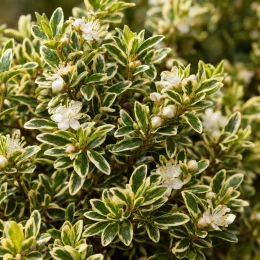 Myrte compact panaché blanc (Myrtus microphylla) — feuillage panaché vert et crème avec petites fleurs blanches