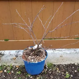 Cerisier 'Cherry baby' (Prunus avium) — jeune arbuste dénudé en pot bleu plastique · Pot 3L Touffe