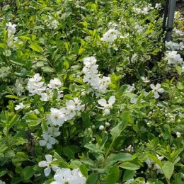 Exochordes 'The bride' (Exochorda macrantha) — massif d'arbustes couverts de fleurs blanches · Pot 8L