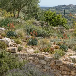 Aloès spirale du lesotho (Aloe polyphylla) — massif de succulentes fleuries sur restanque en pierre · Photo d'illustration