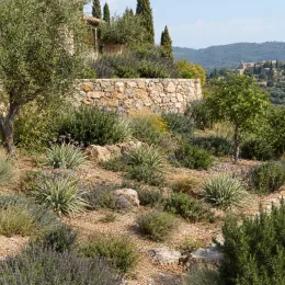 Tulbaghie 'Variegata' (Tulbaghia violacea) — massif méditerranéen en terrasses avec arbustes · Photo d'illustration