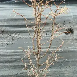 Mélèze commun (Larix decidua) — jeune conifère défeuillé en pot de culture · Pot 2.5L Baliveau