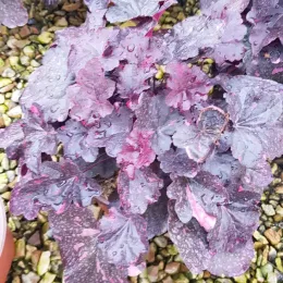 Heuchères 'Midnight rose selec' (Heuchera) — feuillage dense moucheté dans un pot de culture · Pot 3L