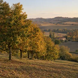 Châtaignier 'Marron d'olargues' (Castanea sativa) — alignement d'arbres sur coteau, paysage vallonné · Photo d'illustration