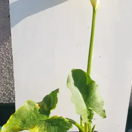 Arum blanc d'ethiopie (Zantedeschia aethiopica) — jeune plante verte en pot de culture · Pot 2.5L