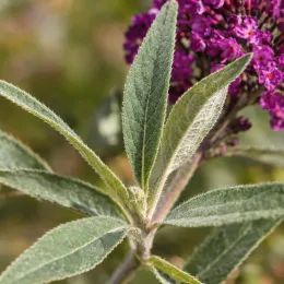 Buddleia 'Butterfly candy little magenta' (Buddleja davidii) — jeunes feuilles duveteuses avec fleurs violettes floues