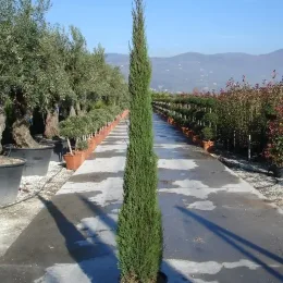Cyprès d'italie 'Pyramidalis' (Cupressus sempervirens) — conifère élancé en pot sur allée de pépinière · Pot 20L