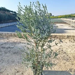 Eucalyptus à feuilles rondes 'Azura' (Eucalyptus gunnii) — grand arbuste en pot sur sol sableux · Pot 8L