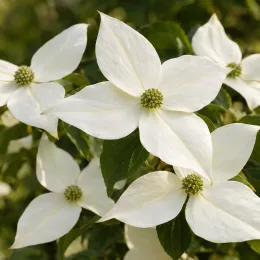 Cornouiller du japon 'Great star' (Cornus kousa) — grandes bractées blanches autour d’un cœur vert · Photo d'illustration