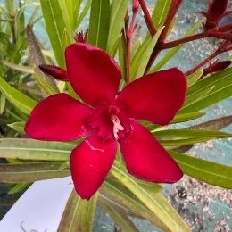 Laurier rose 'N° 6' (Nerium oleander) — gros plan sur une grande fleur rouge