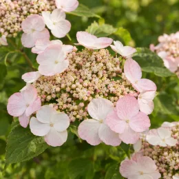 Viorne de chine 'Pink beauty' (Viburnum plicatum) — inflorescence plate aux fleurs rose pâle et blanches · Photo d'illustration