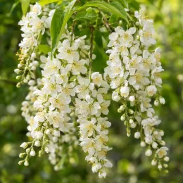 Cerisier à grappes (Prunus padus) — grappes de petites fleurs blanches en gros plan · Photo d'illustration