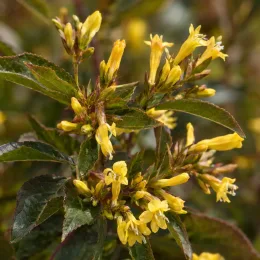 Diervillée 'Kodiak red' (Diervilla × splendens) — grappes de petites fleurs jaunes sur feuillage vert