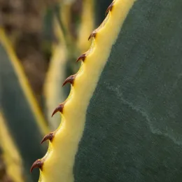 Agave d'amérique panaché jaune 'Marginata' (Agave americana) — gros plan sur bord de feuille épineuse panachée · Photo d'illustration