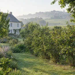 Amélanchier à feuille d'aulne 'Northline' (Amelanchier alnifolia) — massif d’arbustes devant maison de campagne, paysage vallonné