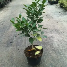 Oranger 'Valencia red' (Citrus sinensis) — jeune arbuste vert en pot de culture · Pot 5L Touffe