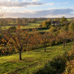 Plaqueminier 'Cioccolatino' (Diospyros kaki) — verger d’arbres fruitiers orangés dans paysage rural