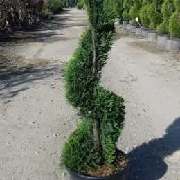 Cyprès de leyland 'Castlewellan gold' (Cupressocyparis leylandii) — conifère taillé en spirale dans pot noir · Pot 15L