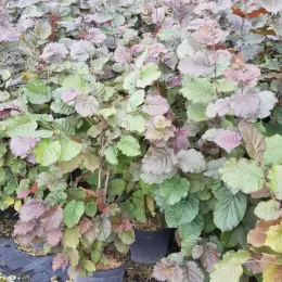 Noisetier pourpre 'Purpurea' (Corylus maxima) — massif de jeunes arbustes feuillus en pots · Pot 8L Touffe