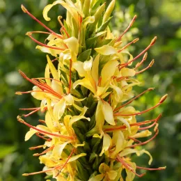 Gingembre ornemental (Hedychium gardnerianum) — gros plan sur inflorescence dense aux longs étamines · Photo d'illustration