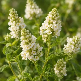 Verveine sucrante (Lippia dulcis) — épis de petites fleurs blanches sur feuillage vert · Photo d'illustration